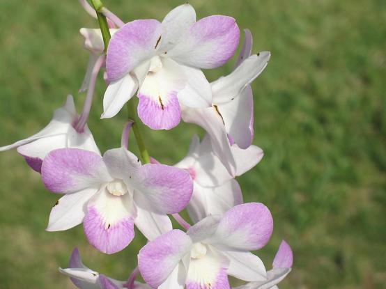 Orchid image.