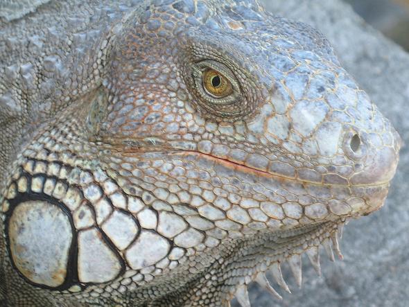 Iguana Invasion - Exotic Pets Gone Wild in Florida - Iguanas and Lizards
